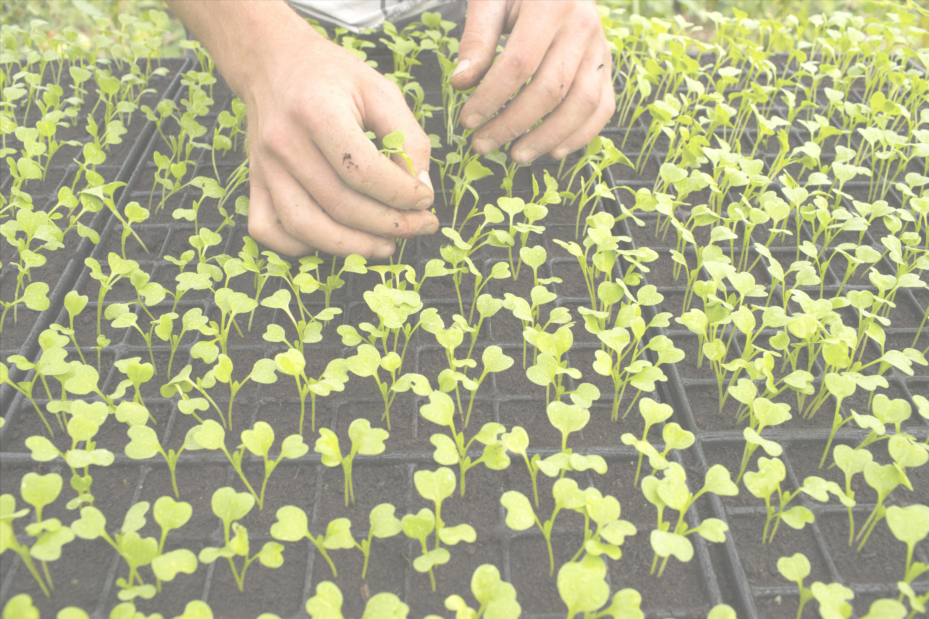 Hands on crops. Water reuse used for agriculture irrigation.